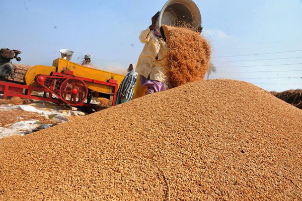 Rice Husk